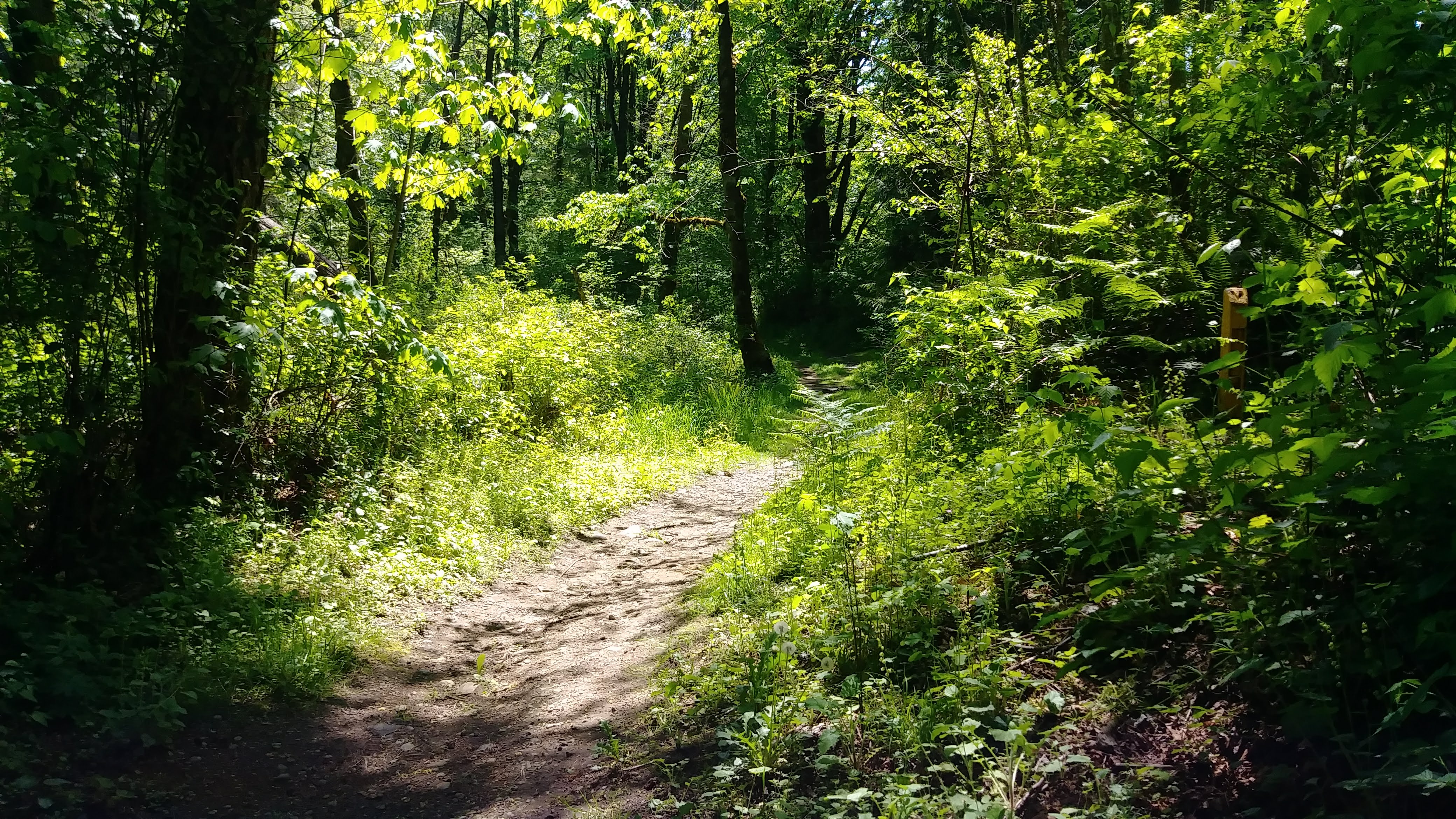 ../images/trails/highlands_south//Trail looking south from the SE 93rd St cul-de-sac.jpg